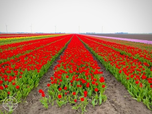 Veld met rode tulpen